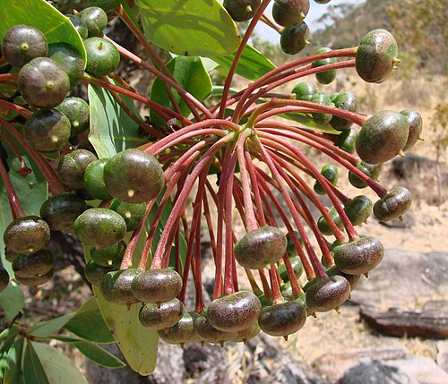 Schwartzia adamantium: Schwartzia adamantium , Parque Estadual Serra dos Pirineus, Brasil