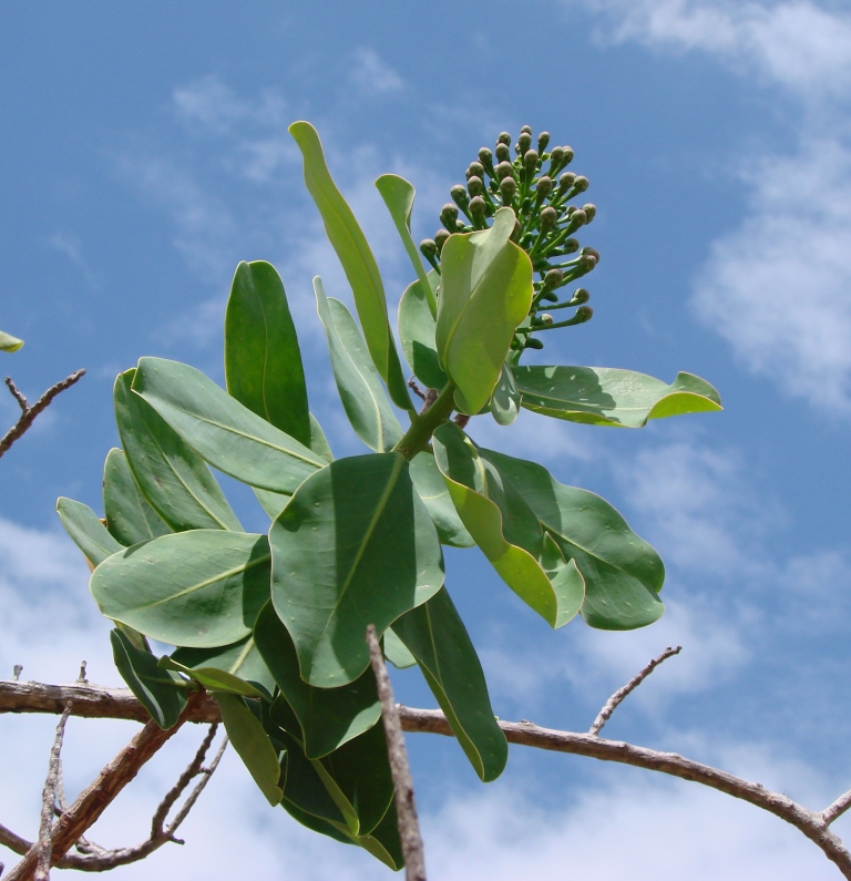 Schwartzia adamantium: Schwartzia adamantium , Marcgraviaceae - Brasilien/Brasil: Goiás, Parque Estadual Serra dos Pirineus