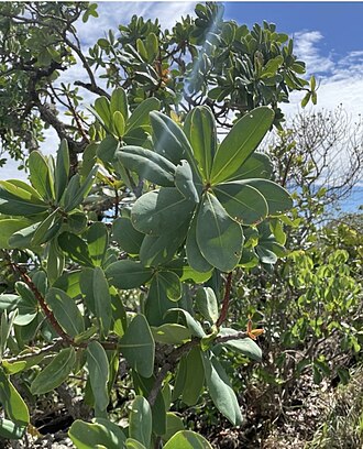 Schwartzia adamantium: Registro de Schwartzia adamantium em Parque Estadual dos Pirineus.
