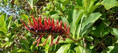 Schwartzia brasiliensis (Schwartzia brasiliensis)