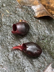 Schwartzia brasiliensis (Schwartzia brasiliensis)