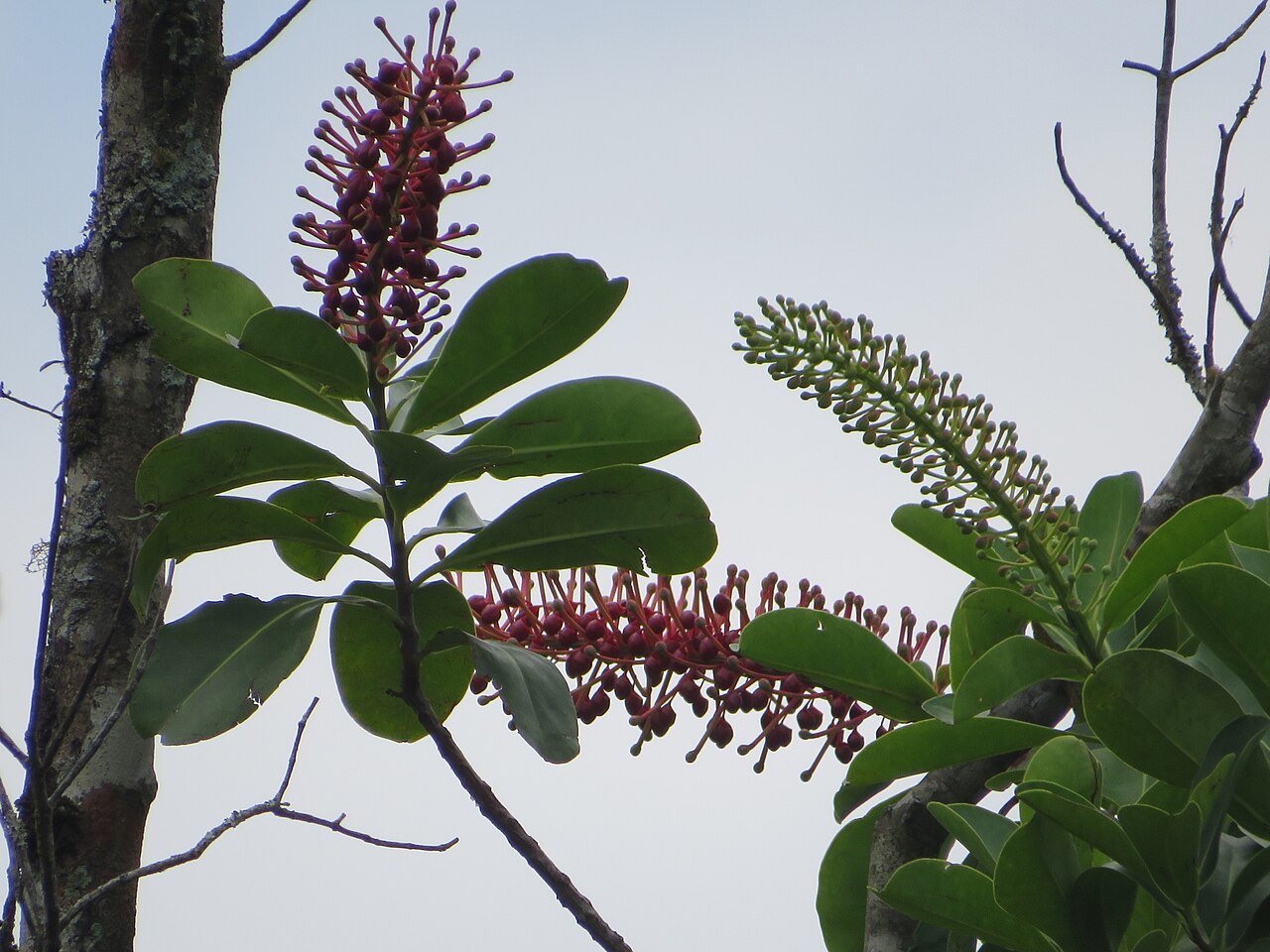 Schwartzia brasiliensis: Registro de Schwartzia brasiliensis em Parque Estadual Serra do Mar.