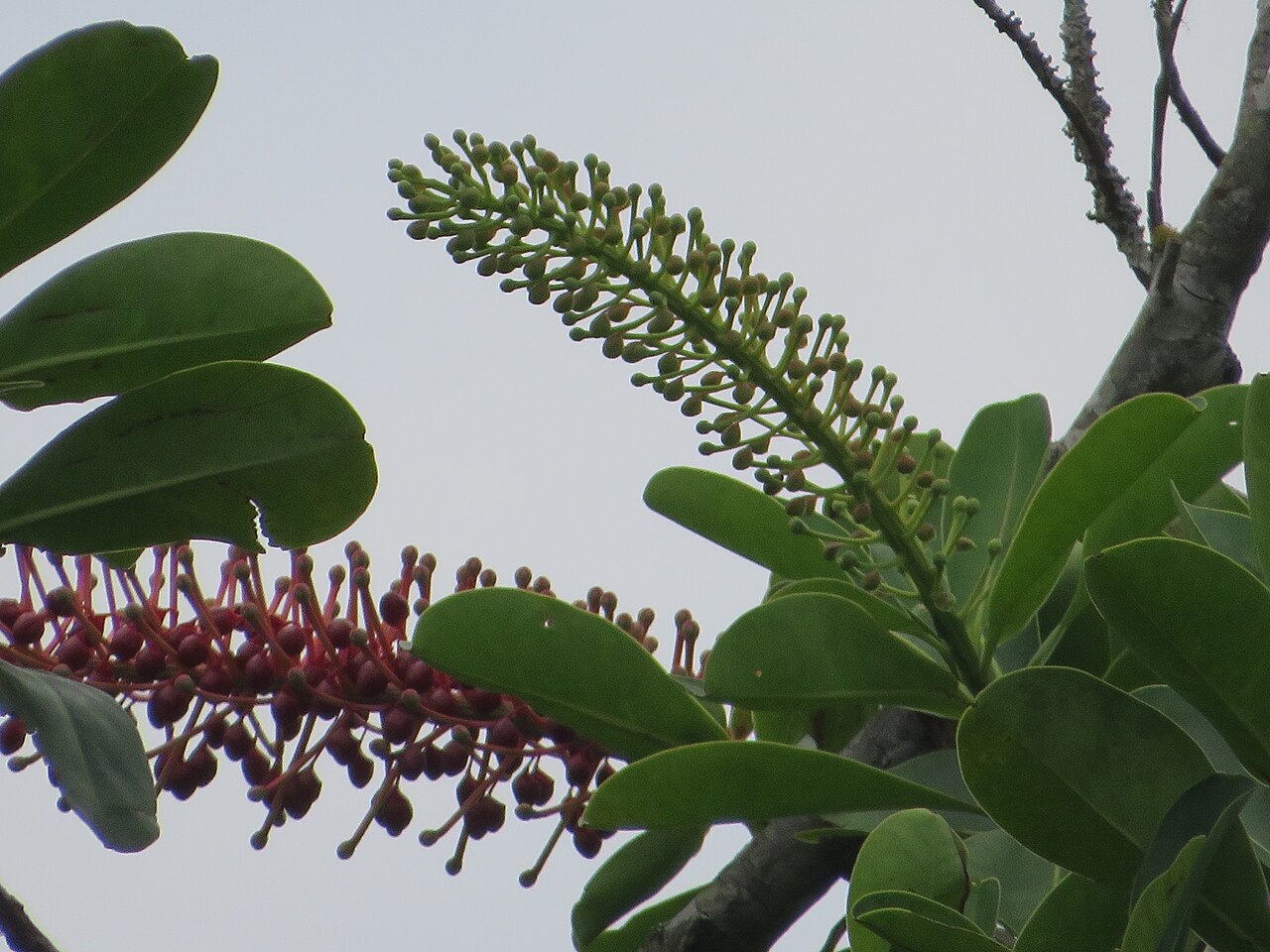 Schwartzia brasiliensis: Registro de Schwartzia brasiliensis em Parque Estadual Serra do Mar.