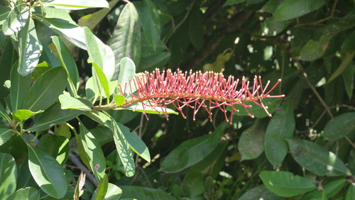 Schwartzia brasiliensis (Schwartzia brasiliensis)