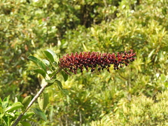 Schwartzia brasiliensis (Schwartzia brasiliensis)