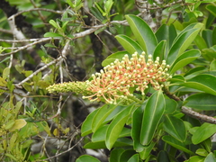 Schwartzia brasiliensis (Schwartzia brasiliensis)
