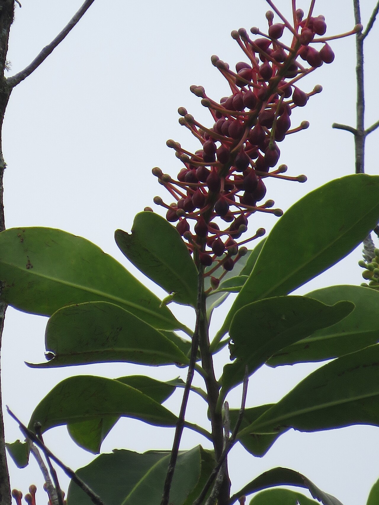 Schwartzia brasiliensis: Registro de Schwartzia brasiliensis em Parque Estadual Serra do Mar.