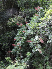 Schwartzia brasiliensis (Schwartzia brasiliensis)