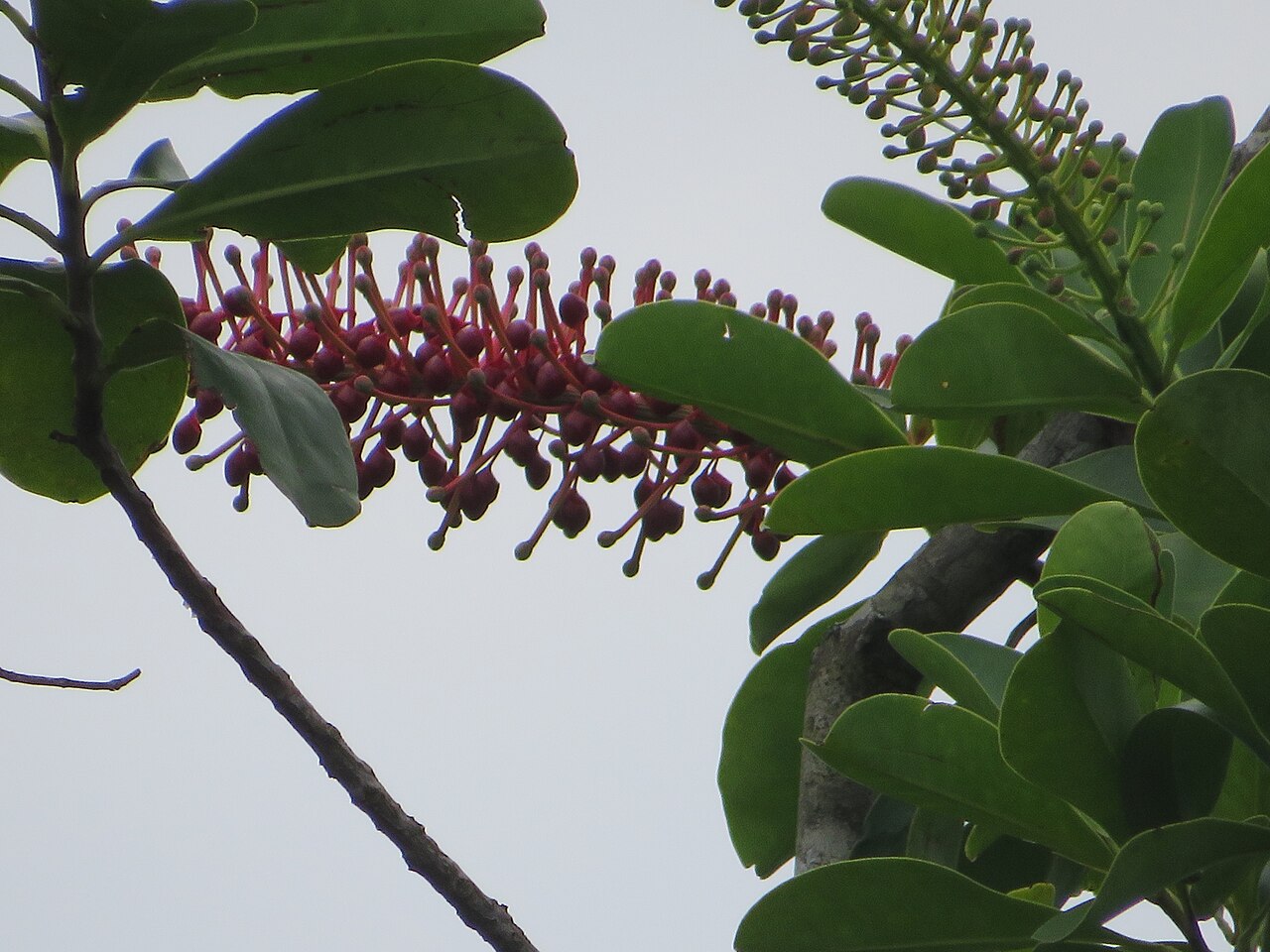 Schwartzia brasiliensis: Registro de Schwartzia brasiliensis em Parque Estadual Serra do Mar.