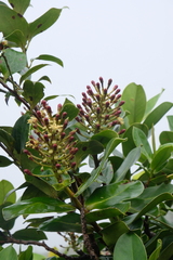 Schwartzia spiciflora (Schwartzia spiciflora)