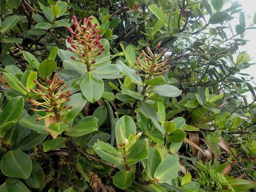 Schwartzia spiciflora (Schwartzia spiciflora)