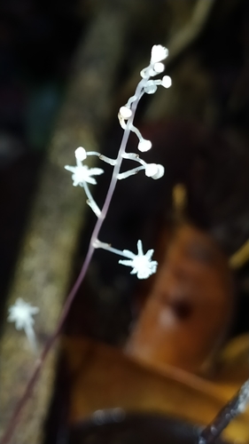 Sciaphila albescens (Sciaphila albescens)