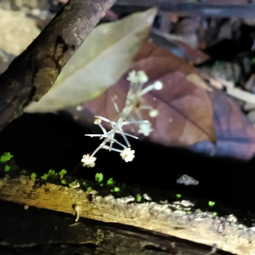 Sciaphila albescens (Sciaphila albescens)