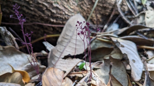 Arfak sciaphila (Sciaphila arfakiana)