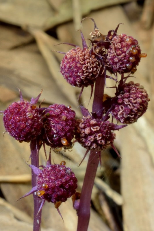 Sciaphila secundiflora: Sciaphila secundiflora Thwaites ex Benth. 錫蘭霉草