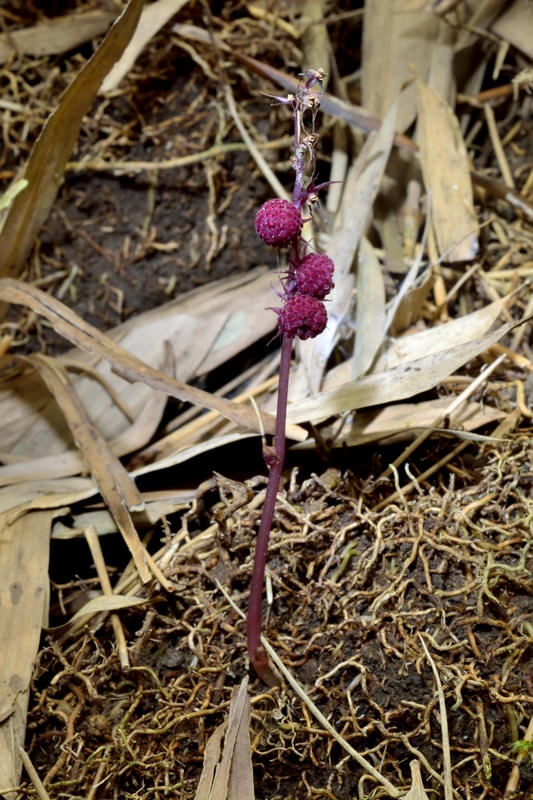 Sciaphila secundiflora: Sciaphila secundiflora Thwaites ex Benth. 錫蘭霉草