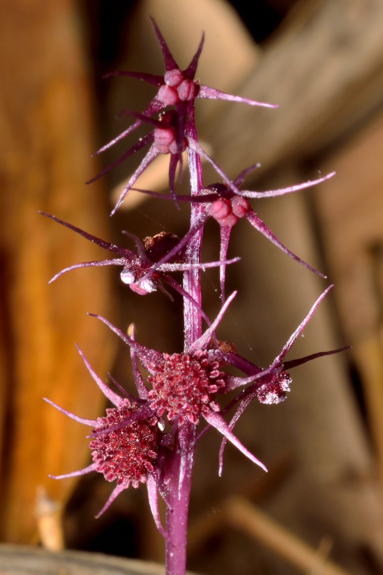 Sciaphila secundiflora: Sciaphila secundiflora Thwaites ex Benth., 1855 錫蘭霉草