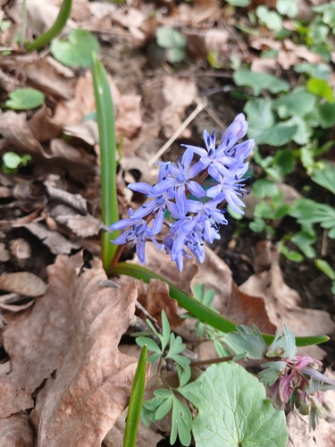 Alpine squill (Scilla bifolia)