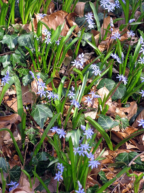 Alpine squill: Blausterne (Scilla) am Honigbuck in Freiburg