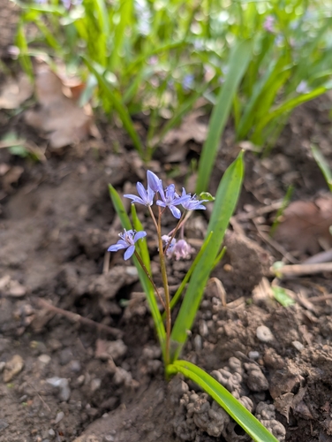 Alpine squill (Scilla bifolia)