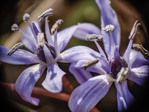 Alpine squill (Scilla bifolia)