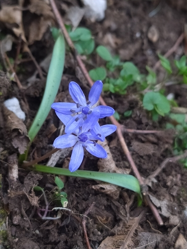 Alpine squill (Scilla bifolia)