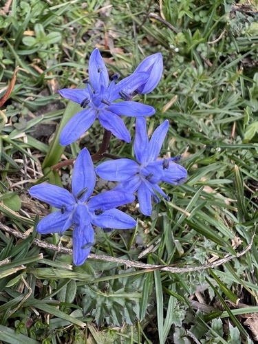 Alpine squill (Scilla bifolia)