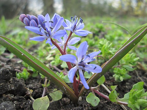 Alpine squill: Zweiblättriger Blaustern ( Scilla bifolia ) Gartenschaupark in Hockenheim