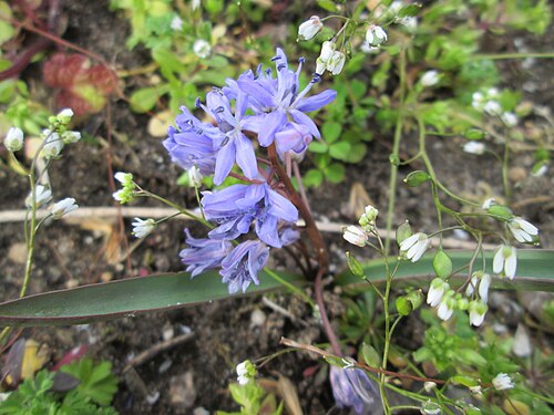Alpine squill: Zweiblättriger Blaustern ( Scilla bifolia ) im Gartenschaupark in Hockenheim - gesetzt in einem Grünstreifen in einer Maßnahme des Nabu Hockenheim zur Erhaltung