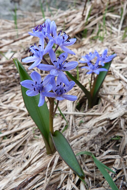 Alpine squill: Two-leaf squill ( Scilla bifolia ) near to the Batteriekopf (Vosges Mountains).