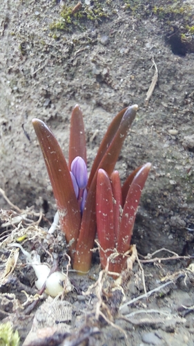 Alpine squill (Scilla bifolia)