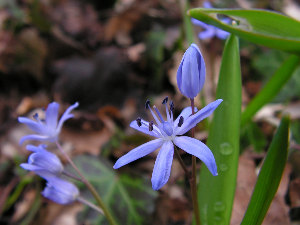 Alpine squill (Scilla bifolia)