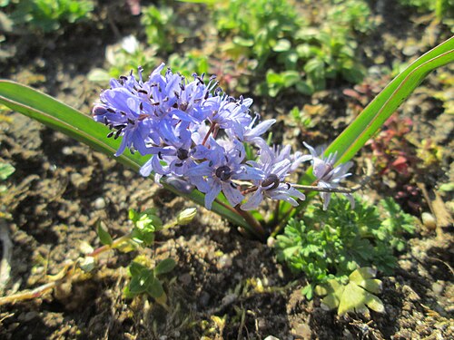 Alpine squill: Zweiblättriger Blaustern ( Scilla bifolia ) am Kraichbach in Hockenheim - gesetzt in einem Grünstreifen in einer Maßnahme des Nabu Hockenheim zur Erhaltung der