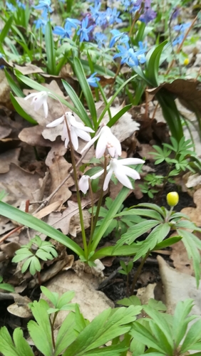 Siberian squill (Scilla siberica)