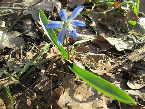 Siberian squill: Sibirischer Blaustern ( Scilla siberica ) am Dreieichenbuckel im Naturschutzgebiet „Oftersheimer Dünen“