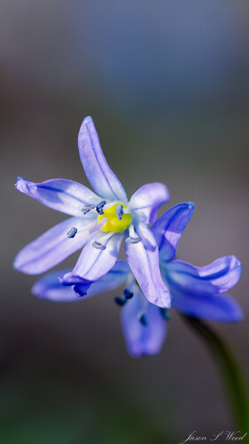 Siberian squill (Scilla siberica)