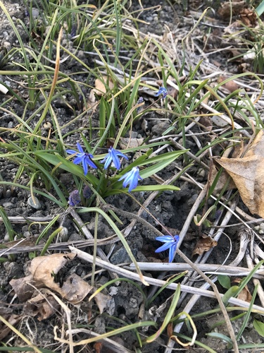 Siberian squill (Scilla siberica)