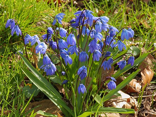 Siberian squill: Scilla siberica .