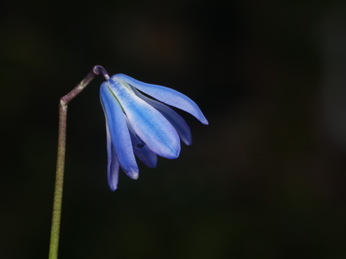 Siberian squill (Scilla siberica)