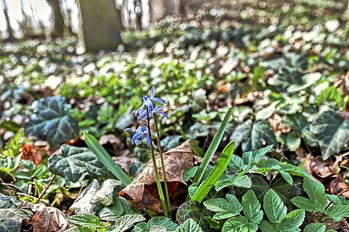 Siberian squill: Dębowa Łęka, cmentarz. Scilla siberica
