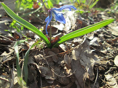 Siberian squill: Sibirischer Blaustern ( Scilla siberica ) am Dreieichenbuckel im Naturschutzgebiet „Oftersheimer Dünen“