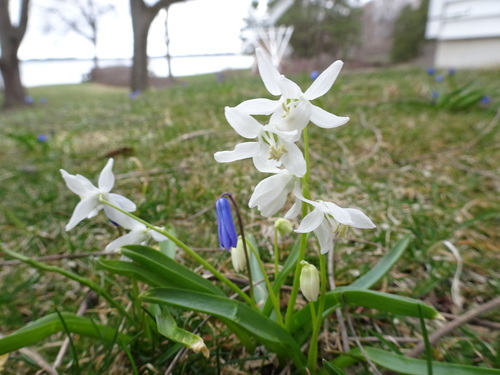 Siberian squill (Scilla siberica)