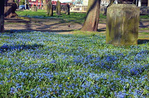 Siberian squill: Scilla-Blüte auf dem im Zuge der innerstädtischen Umbauarbeiten Hannover City 2020 + umgestalteten Alten St. Nikolai Friedhof ...