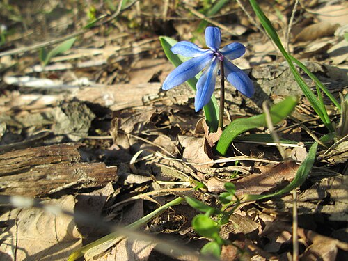 Siberian squill: Sibirischer Blaustern ( Scilla siberica ) am Dreieichenbuckel im Naturschutzgebiet „Oftersheimer Dünen“