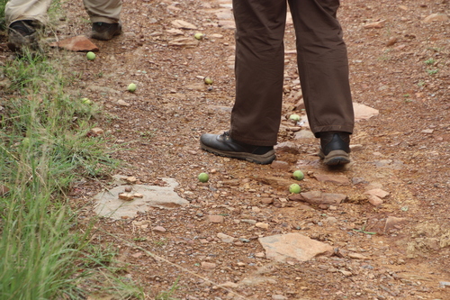 Marula (Sclerocarya birrea)