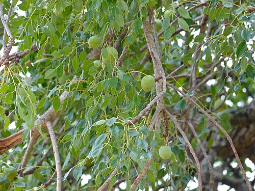 Marula: H5 Road South of Lower Sabie, Kruger NP, SOUTH AFRICA
