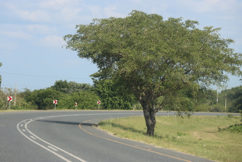 Marula (Sclerocarya birrea)