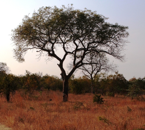 Marula (Sclerocarya birrea)