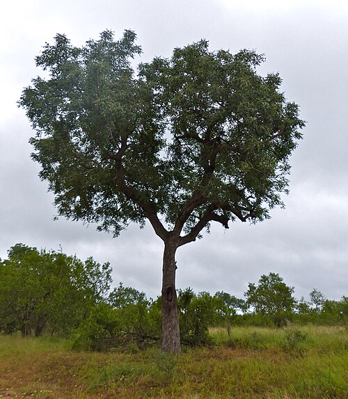 Marula: H5 Road South of Lower Sabie, Kruger NP, SOUTH AFRICA