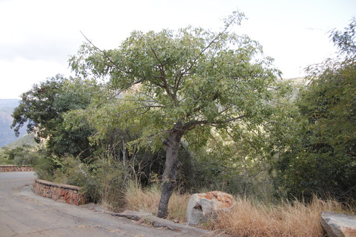 Marula (Sclerocarya birrea)